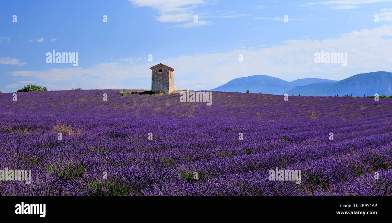 Fields of lavender ⁨Puimoisson⁩ ⁨Riez Forcalquier Alpes-de-Haute-Provence Provence-Alpes-Cote d'Azur France Stock Photo