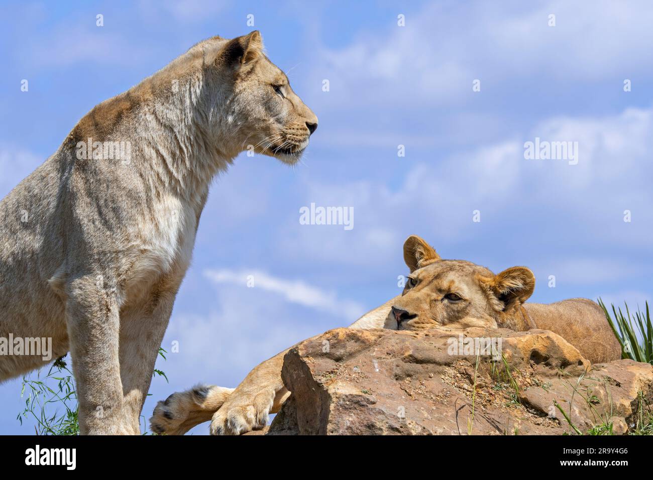 Two African lionesses (Panthera leo) in pride resting on top of boulder Stock Photo