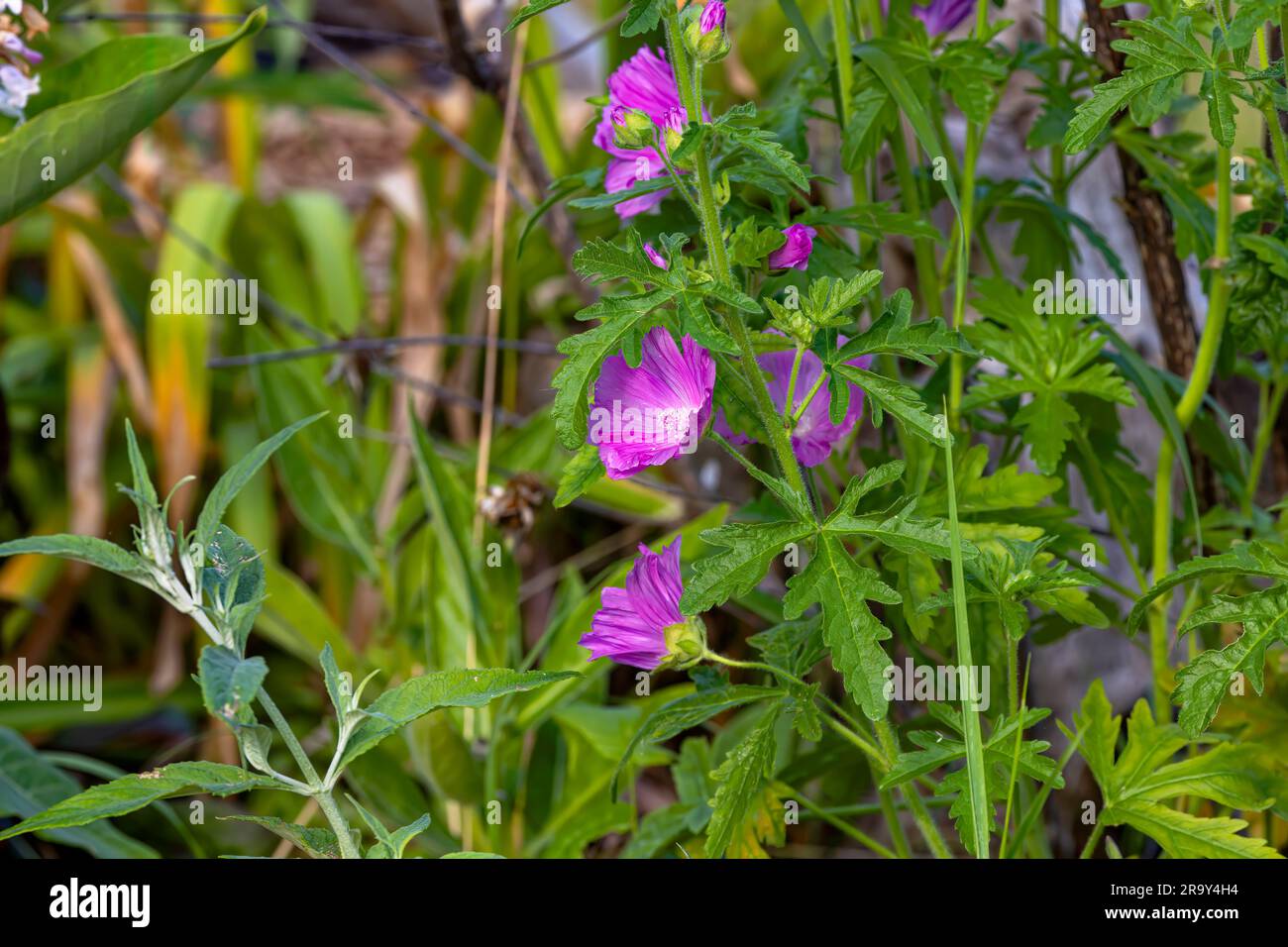 Musk mallow (Malva moschata) plant flowering. Pink flowers on plant in the family Malvaceae, showing deeply cut leaves. Stock Photo