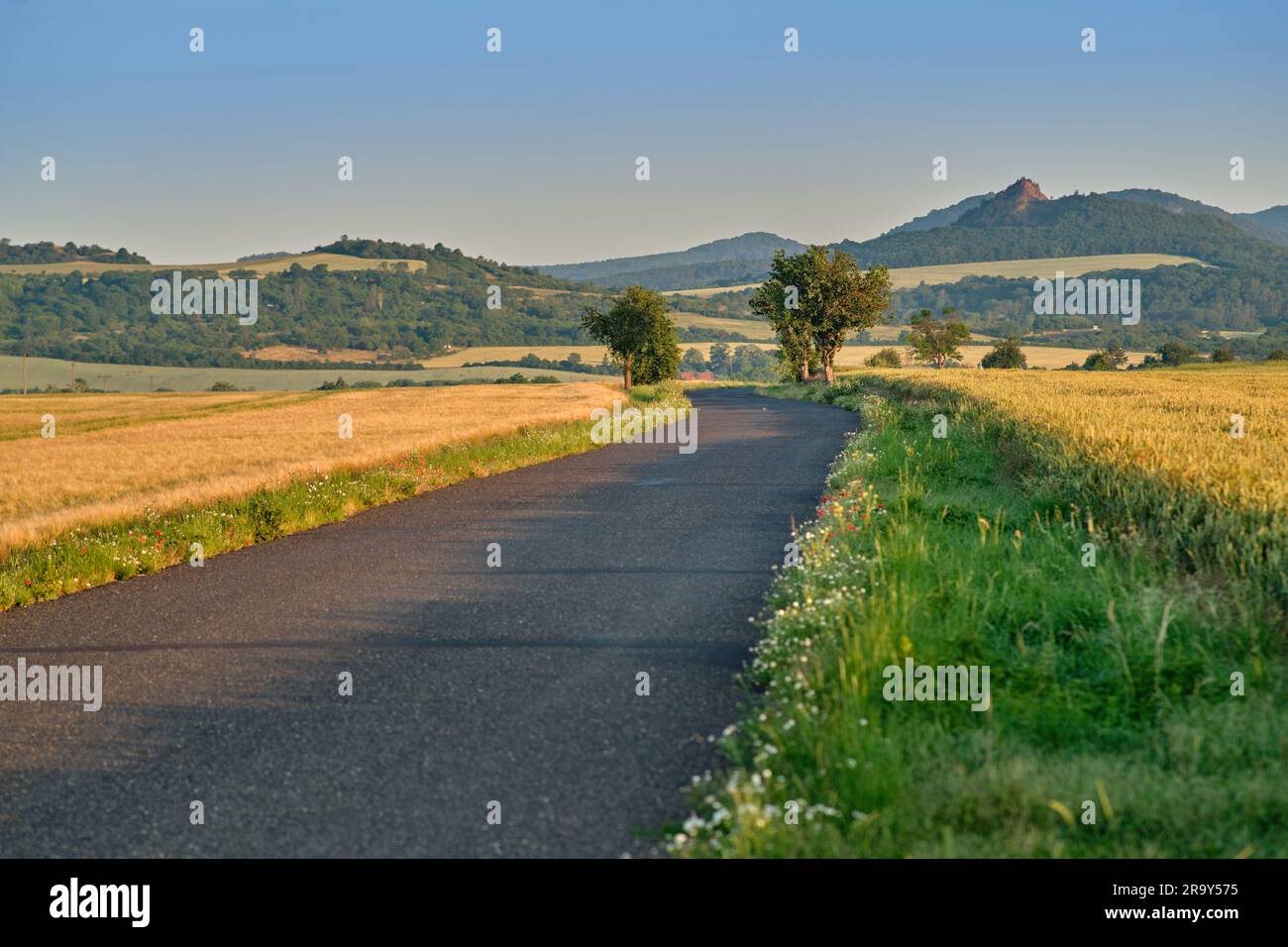 Country road through wheat field surrounded with trees and mountains in the background. Sunny summer vacation in countryside scene. Czech Republic Stock Photo