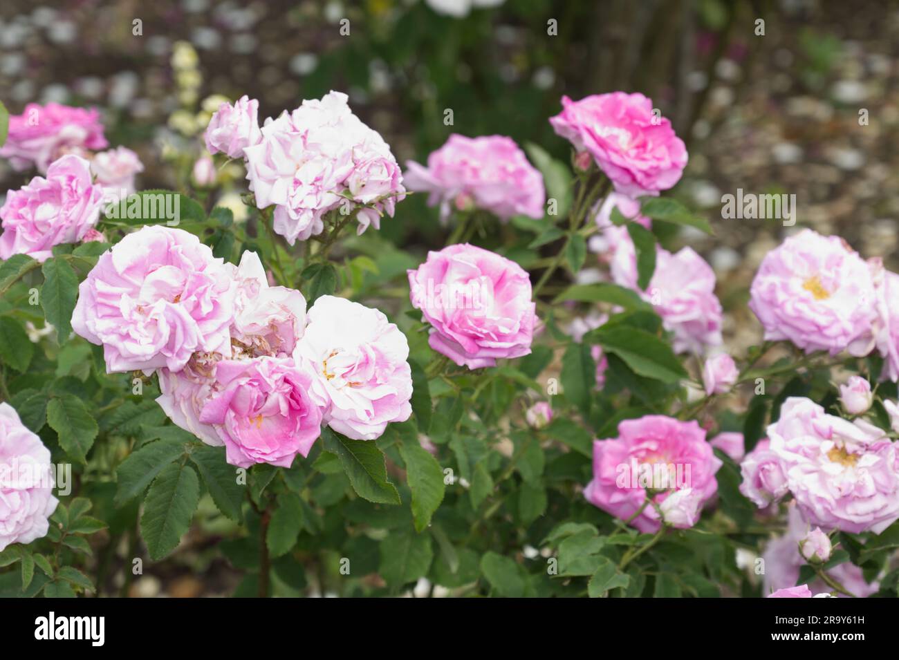 Pale pink double flowers of damask rose Rosa West Green in UK garden June Stock Photo