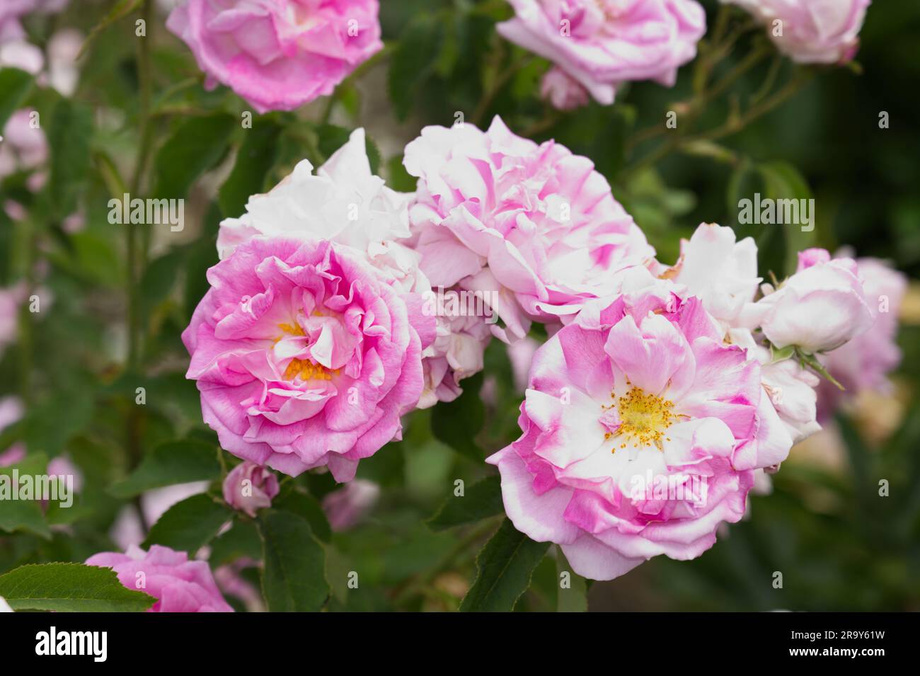 Pale pink double flowers of damask rose Rosa West Green in UK garden