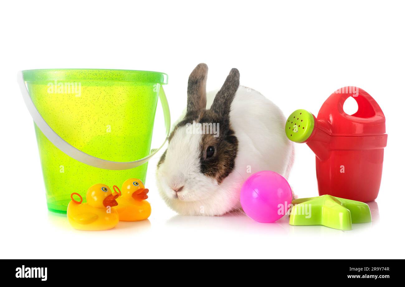 rex rabbit in front of white background Stock Photo