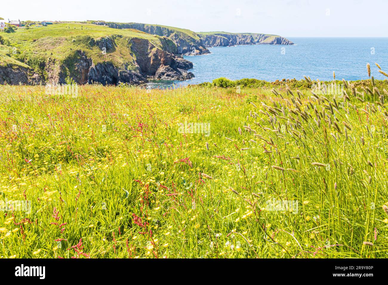 Mixed wild grasses on the cliffs beside the Pembrokeshire Coast Path National Trail at Trefin (Trevine) in the Pembrokeshire Coast National Park, Wale Stock Photo