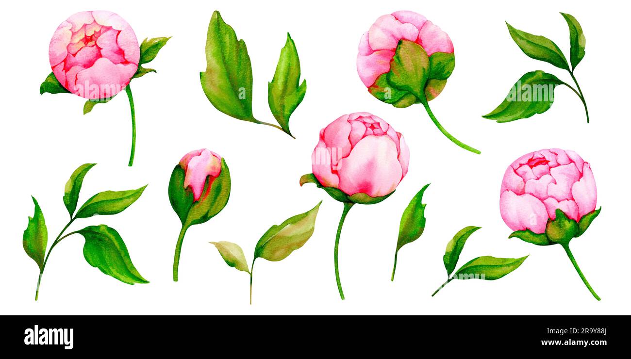 Set of watercolor pink peonies isolated on white background. Collection ...