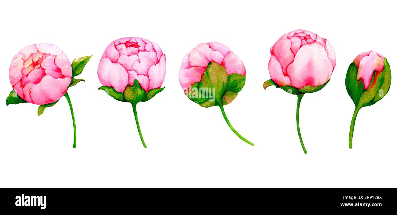 Set of watercolor pink peonies isolated on white background. Collection of botanical illustrations for the design of invitations, cards, greetings, lo Stock Photo