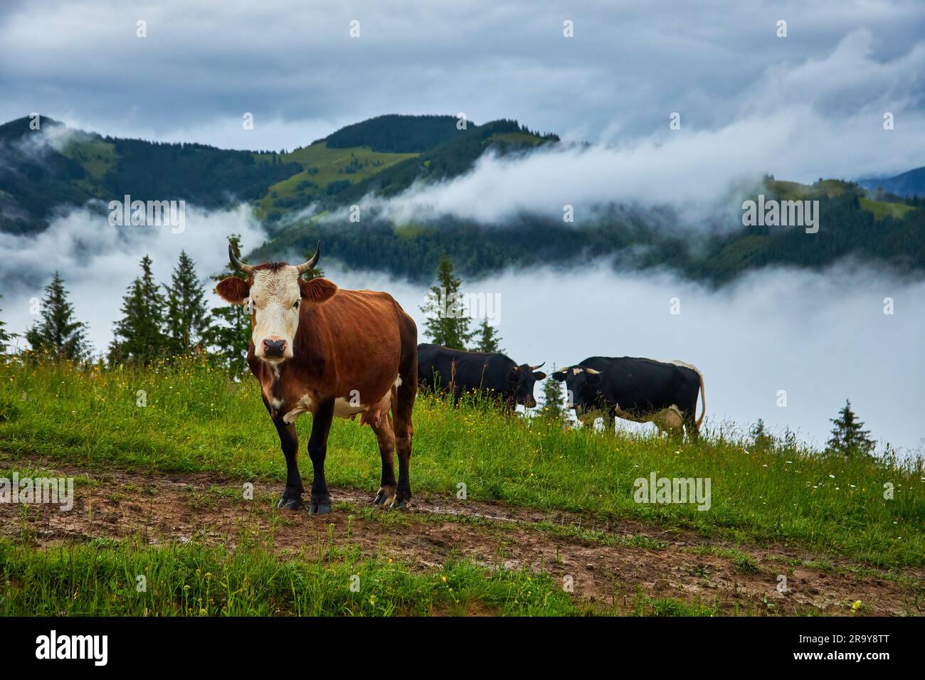 Cow grazing in green mountains with fog Stock Photo
