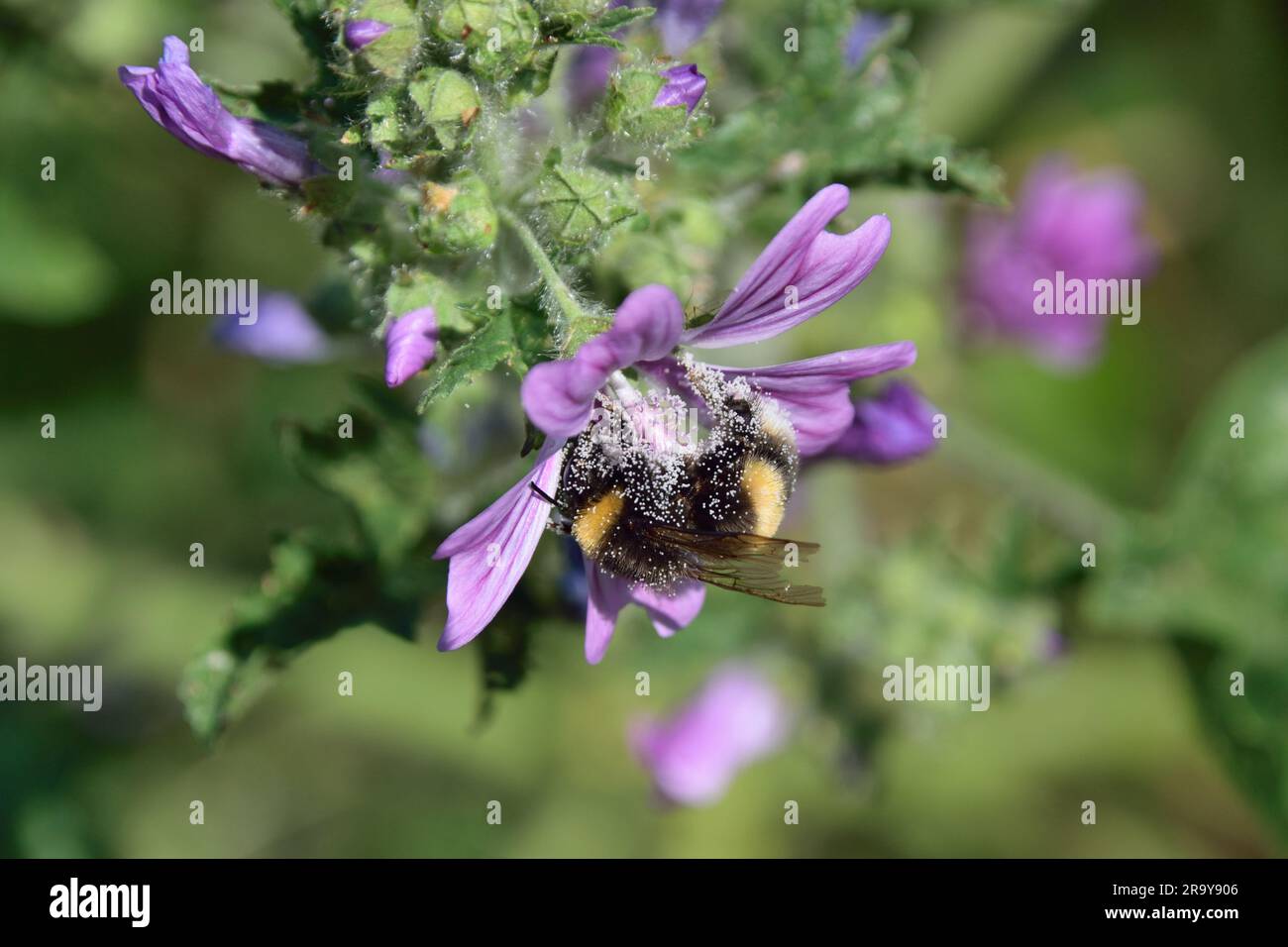 Bee collecting pollen from the flower of a Common Mallow near the River Thames in the London Borough of Newham Stock Photo