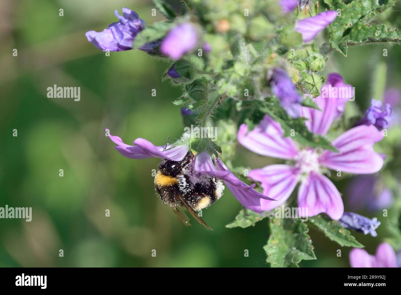 Bee collecting pollen from the flower of a Common Mallow near the River Thames in the London Borough of Newham Stock Photo