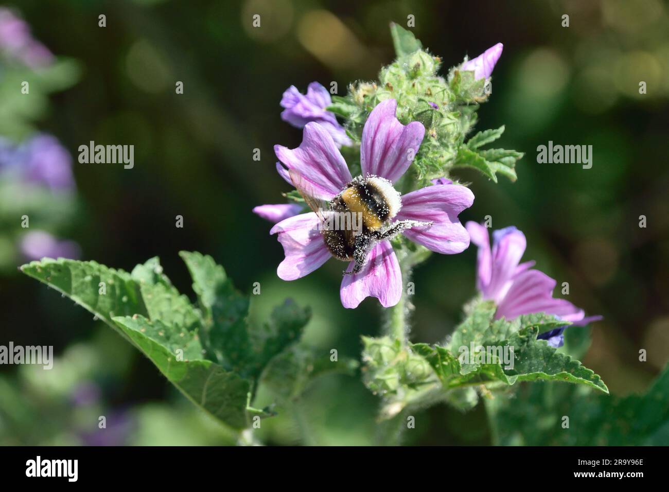 Bee collecting pollen from the flower of a Common Mallow near the River Thames in the London Borough of Newham Stock Photo