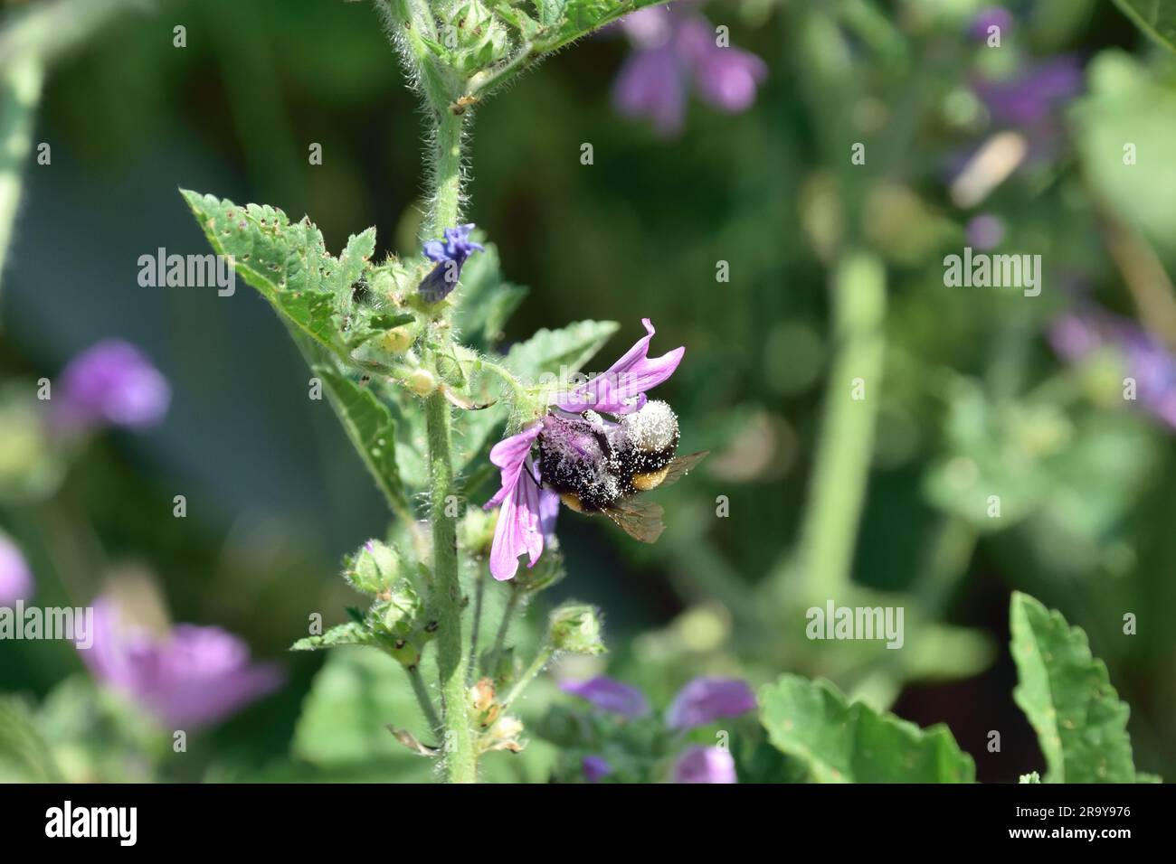 Bee collecting pollen from the flower of a Common Mallow near the River Thames in the London Borough of Newham Stock Photo