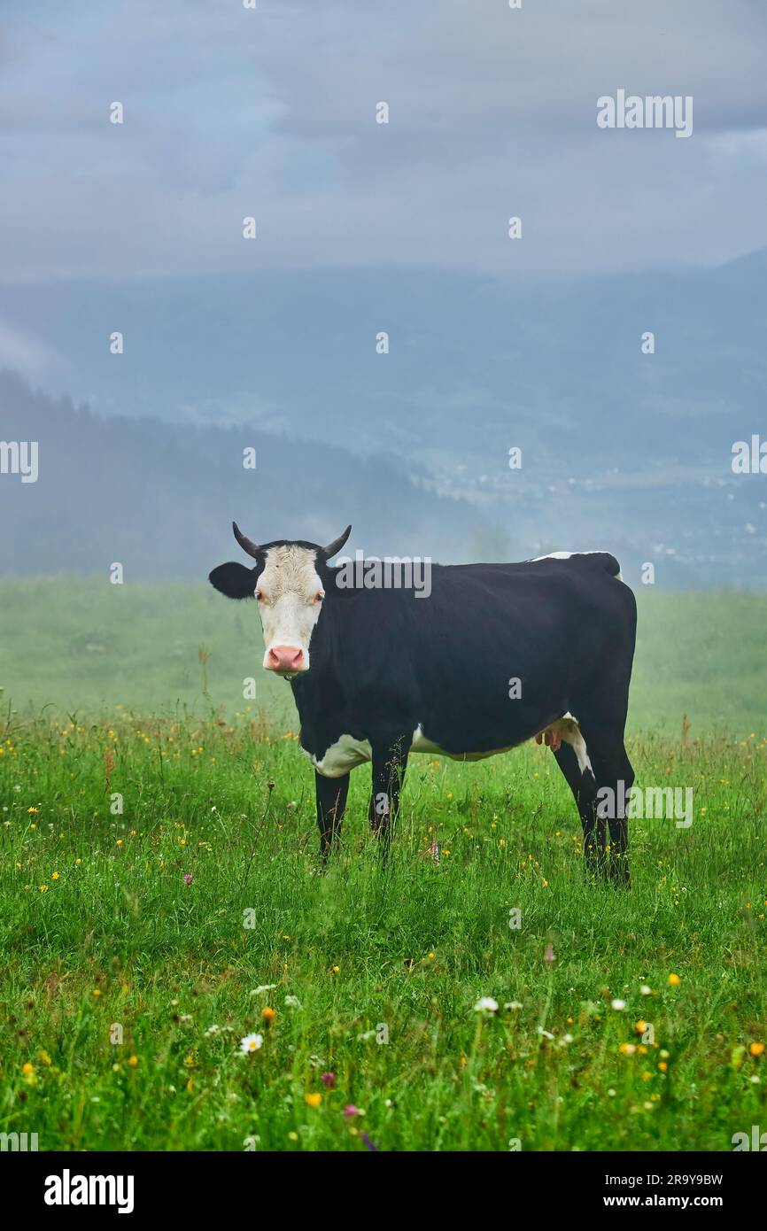 Cow grazing in green mountains with fog Stock Photo