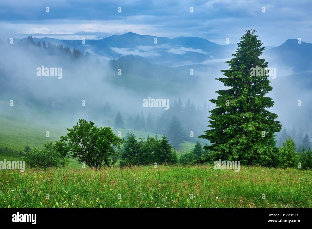 Landscape with fog in mountains and rows of trees Stock Photo - Alamy