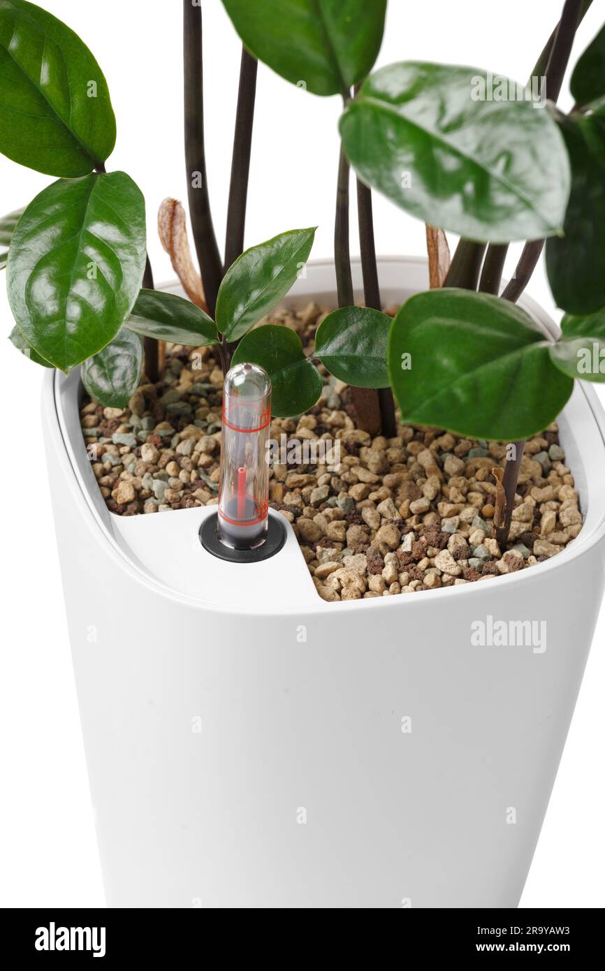 Smart white flower pot with watering system, water level indicator, water meter for the beauty and health of plants. Zamioculcas in a smart flowerpot. Stock Photo