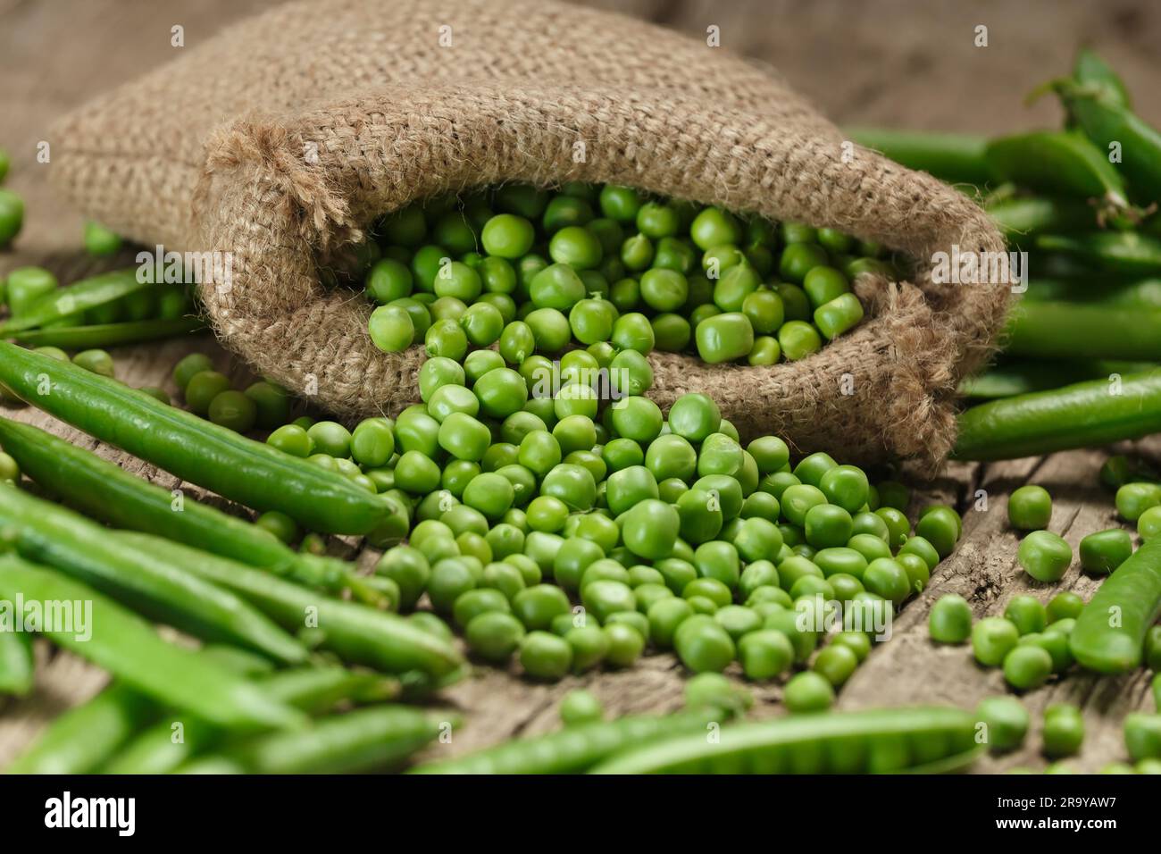 Fresh organic green peas in closed and open pods, scattered pea seeds, shelled green peas in a burlap bag on an aged wooden background. Stock Photo