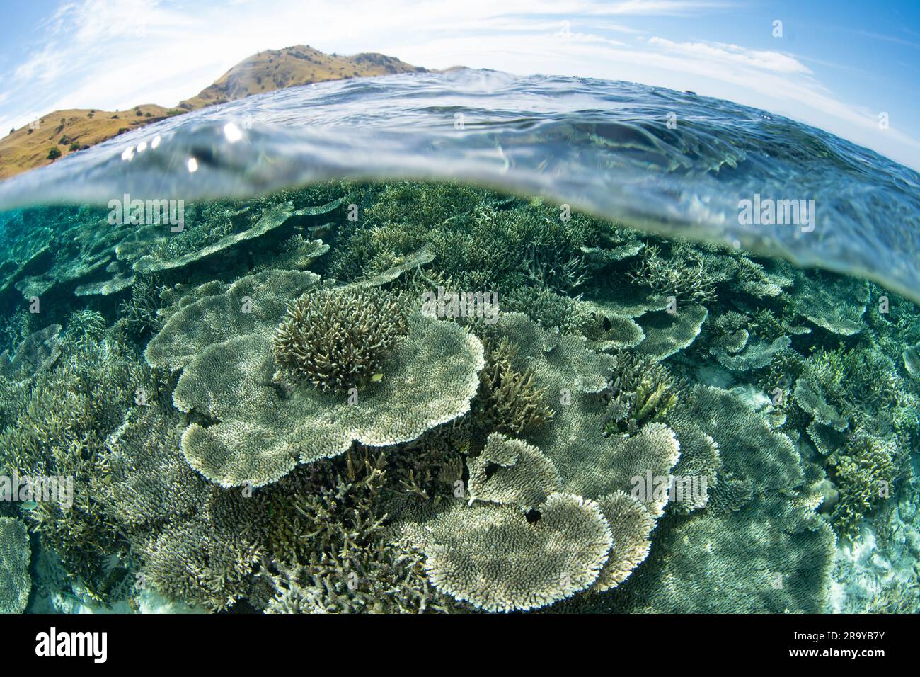 Reef Building A plethora of reef-building corals thrive on a reef in Komodo National ...