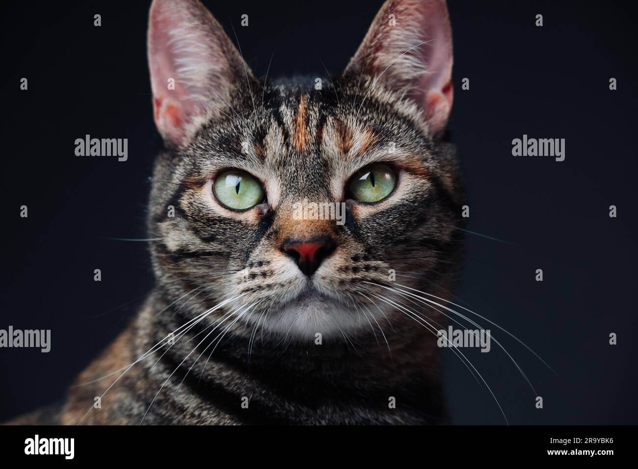 Portrait of a tabby cat with mesmerizing green eyes Stock Photo - Alamy