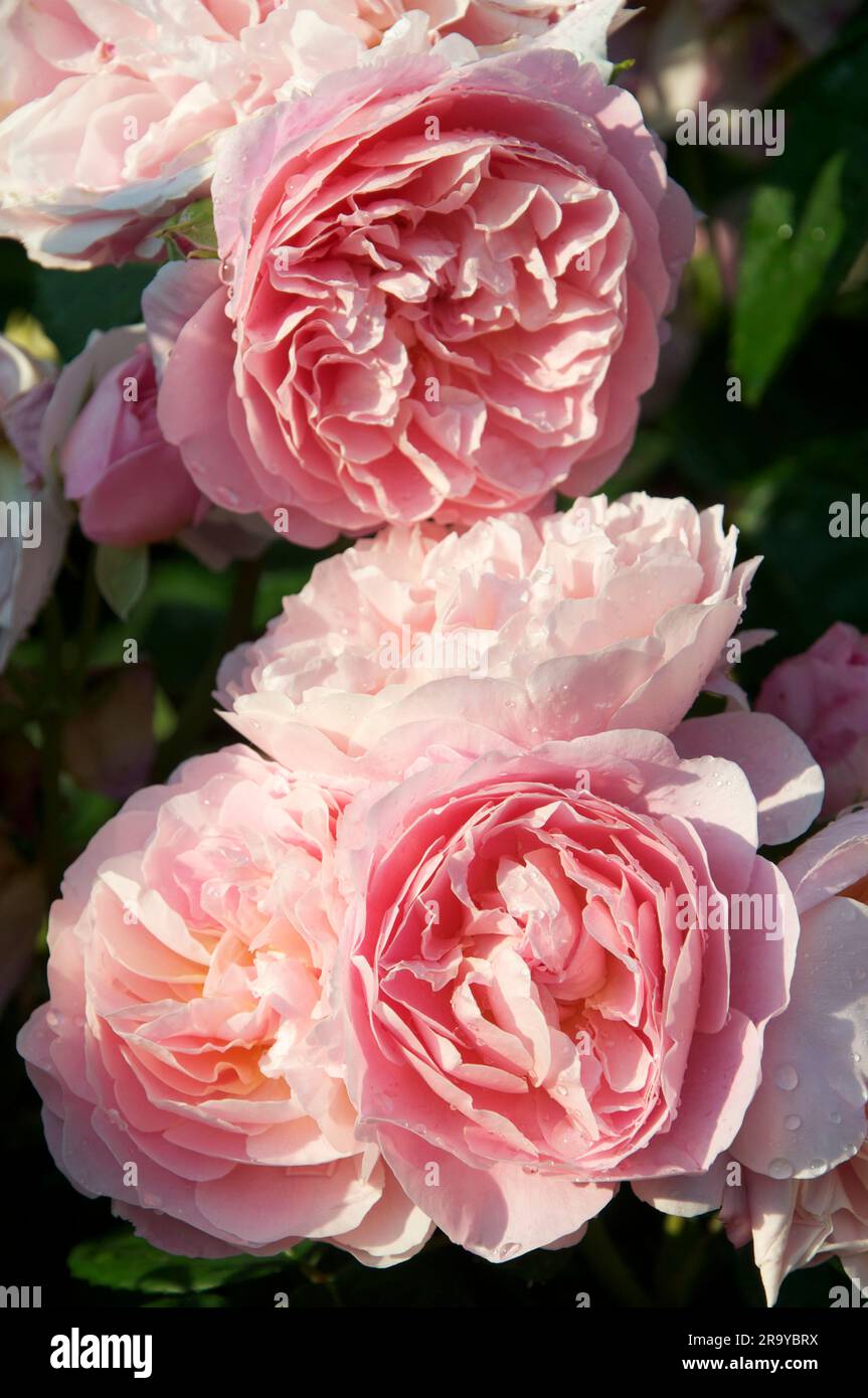 Closeup detail of a spray of beautiful fragrant pink Roses (Rosacea) flowering in an English garden. The flowers are of the variety “Silas Marner”, UK. Stock Photo