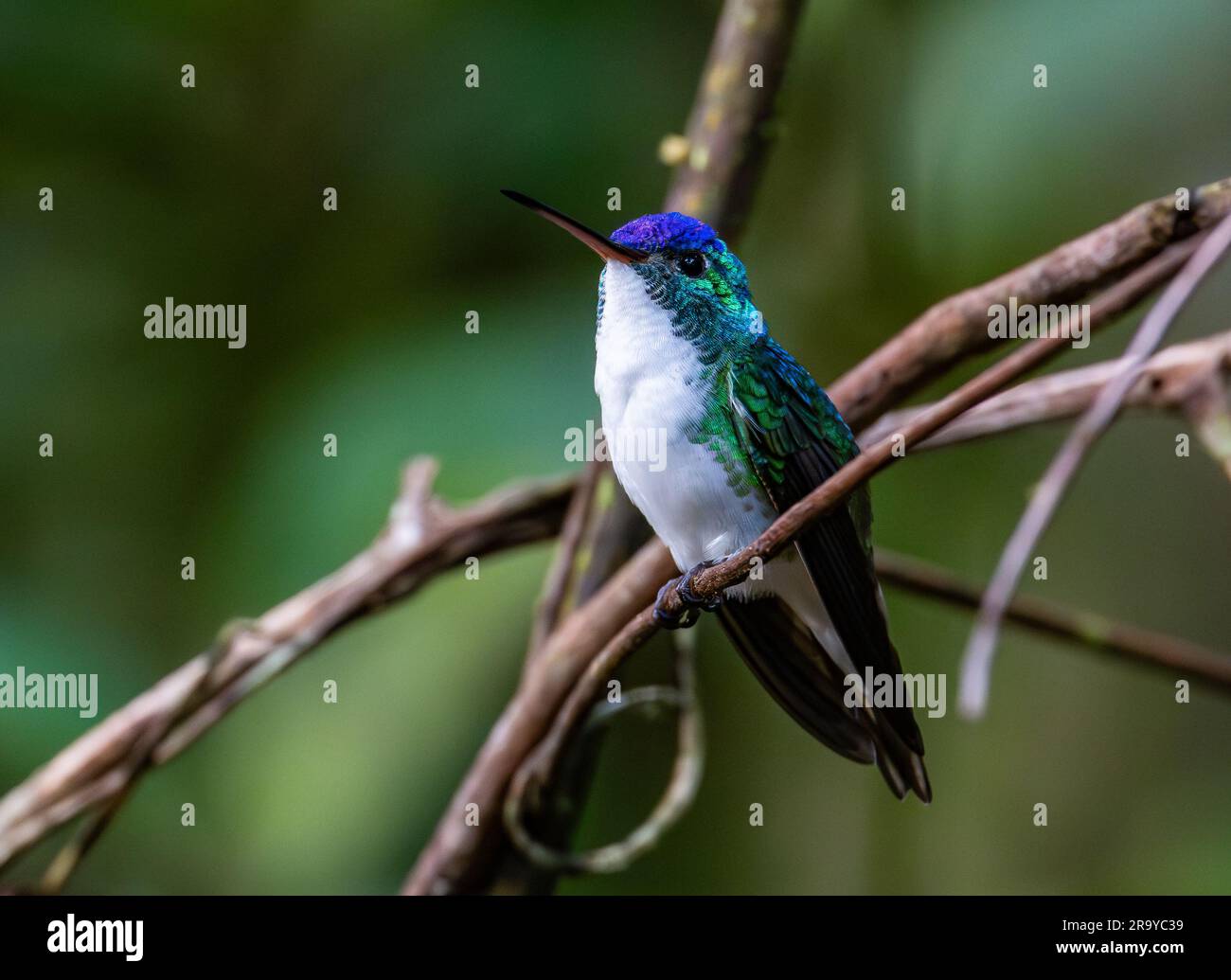 A male Andean Emerald hummingbird (Uranomitra franciae) perched on a branch. Colombia, South America. Stock Photo