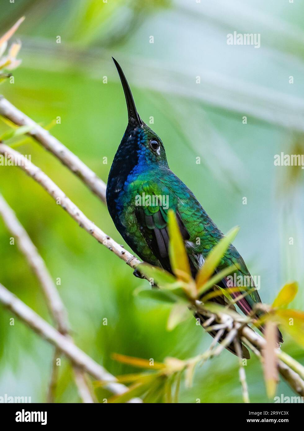 A male Black-throated Mango hummingbird (Anthracothorax nigricollis) perched on a branch. Colombia, South America. Stock Photo