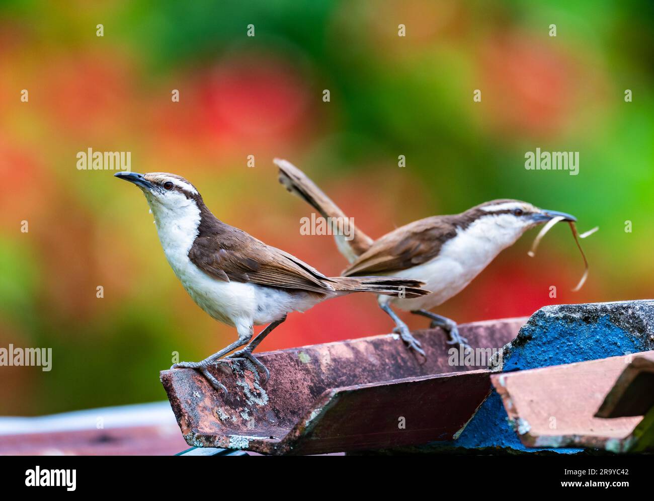 A pair Bicolored Wrens (Campylorhynchus griseus) collecting nesting material. Colombia, South America. Stock Photo