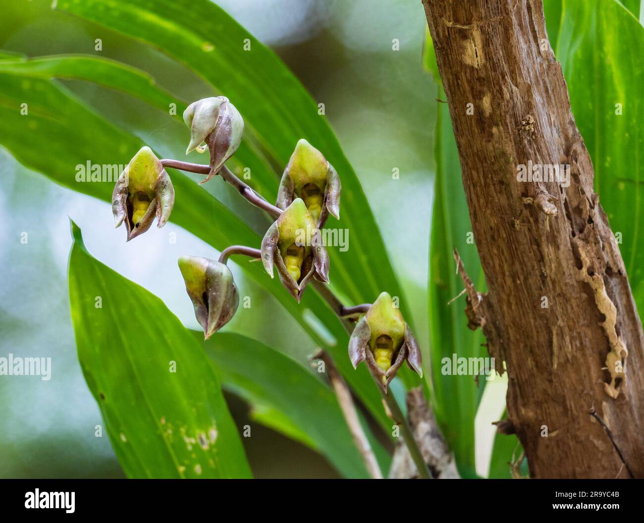 Wild Catasetum orchid (Catasetum macrocarpum) flowers in full bloom. Colombia, South America. Stock Photo