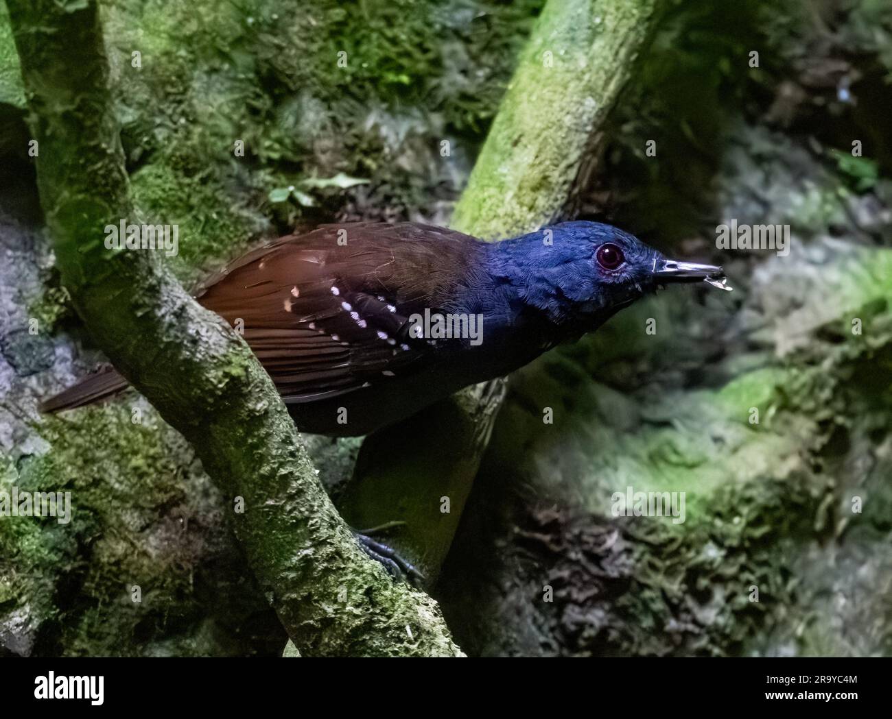 A Magdalena Antbird (Sipia palliata) in dark forest. Colombia, South America. Stock Photo