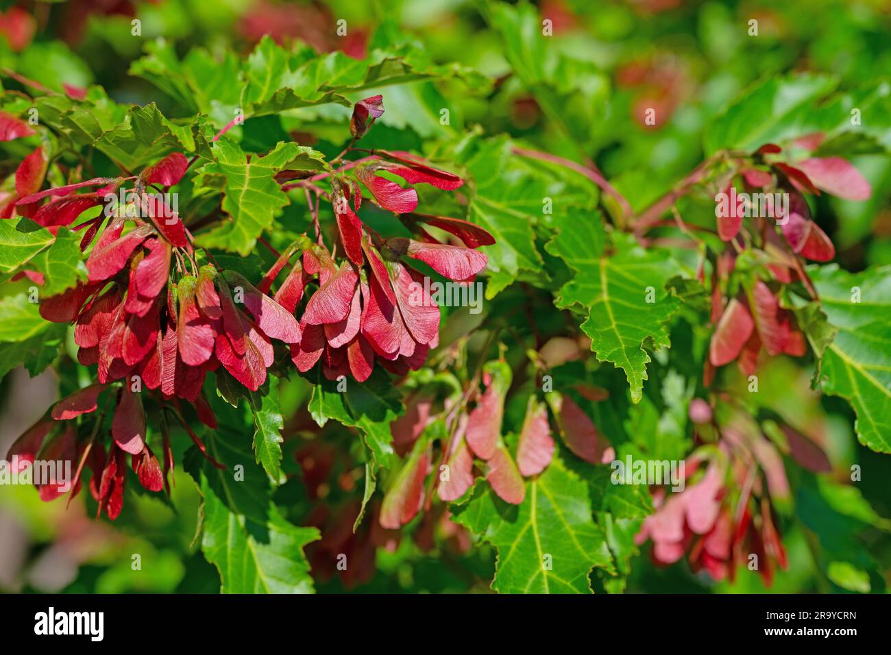 Fruits from the maple tree, Acer, in early summer Stock Photo