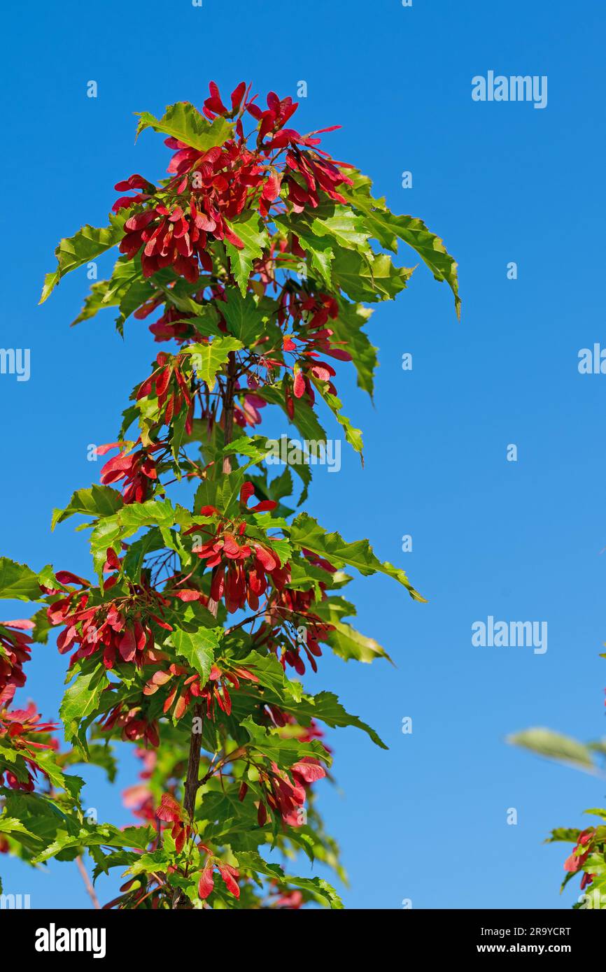 Fruits from the maple tree, Acer, in early summer Stock Photo