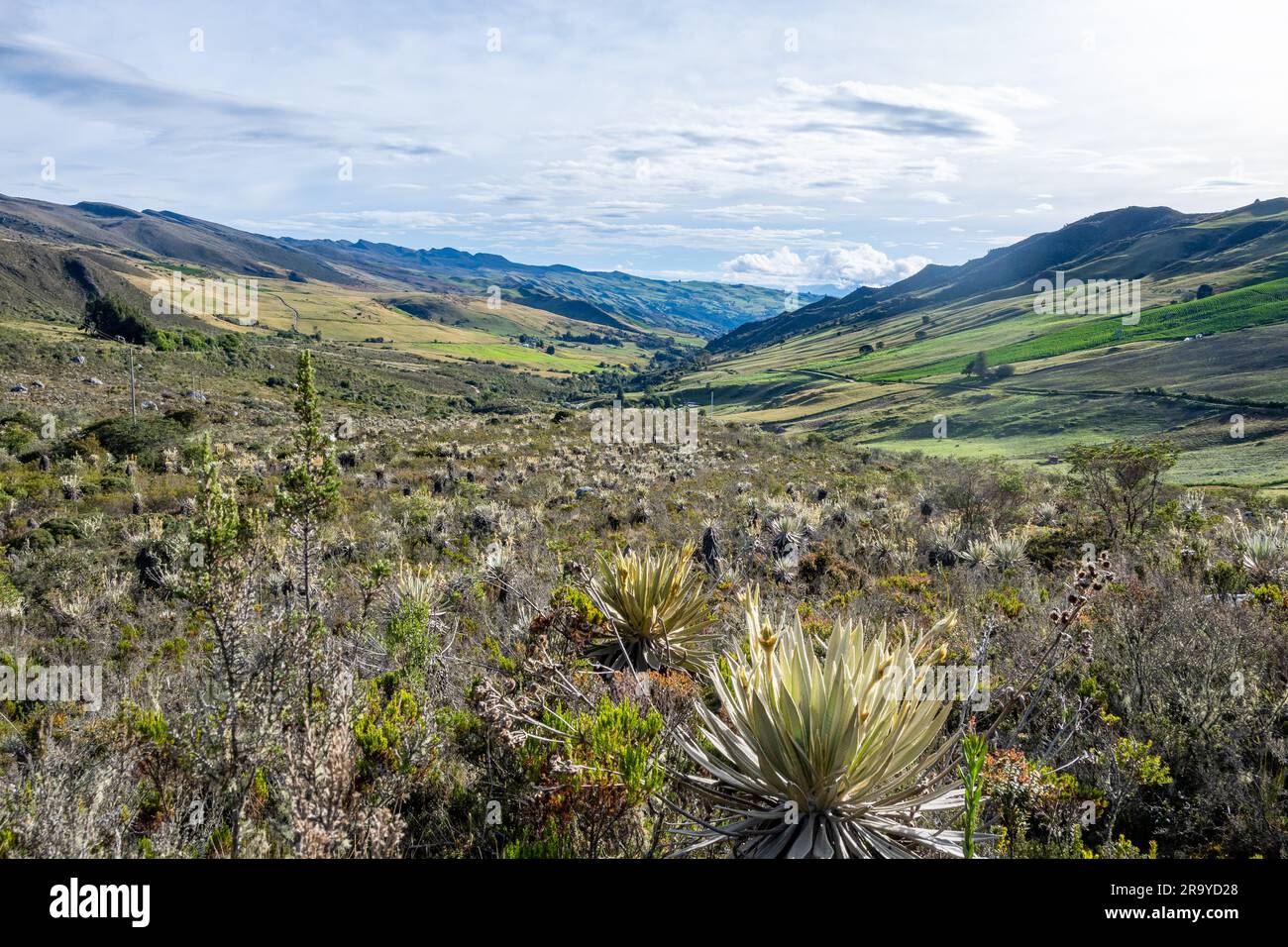 High elevation paramo landscape and eco-system of Andes Mountains. Sumapaz Parque Nacional Natural. Colombia, South America. Stock Photo