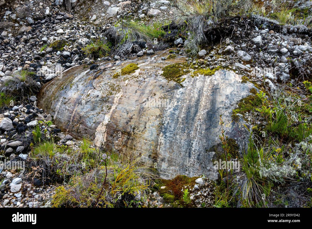 Glacier striations on polished surface of rock outcrop. Sumapaz Parque Nacional Natural. Colombia, South America. Stock Photo