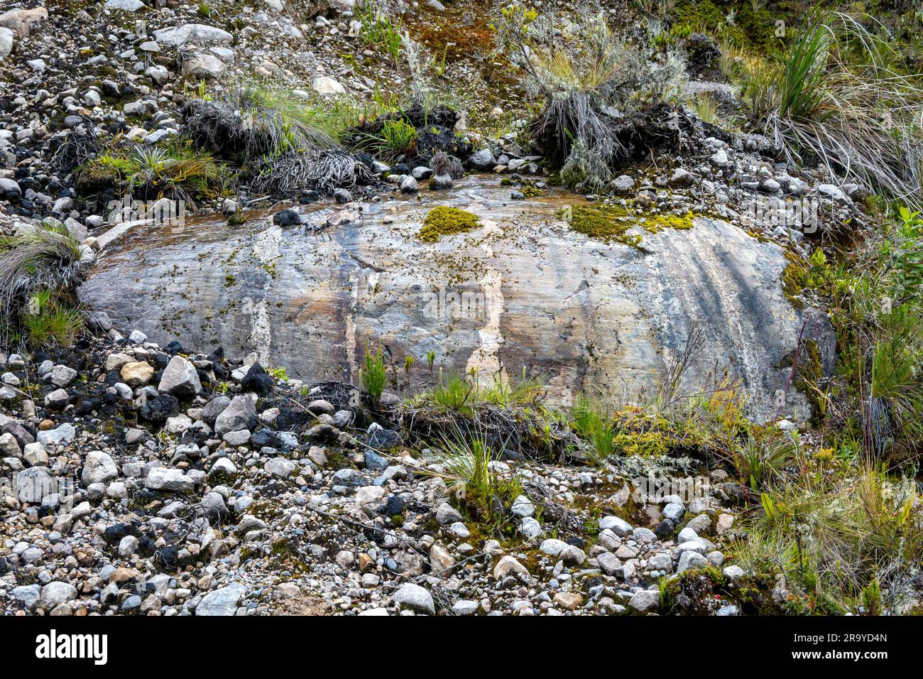 Glacier striations on polished surface of rock outcrop. Sumapaz Parque Nacional Natural. Colombia, South America. Stock Photo