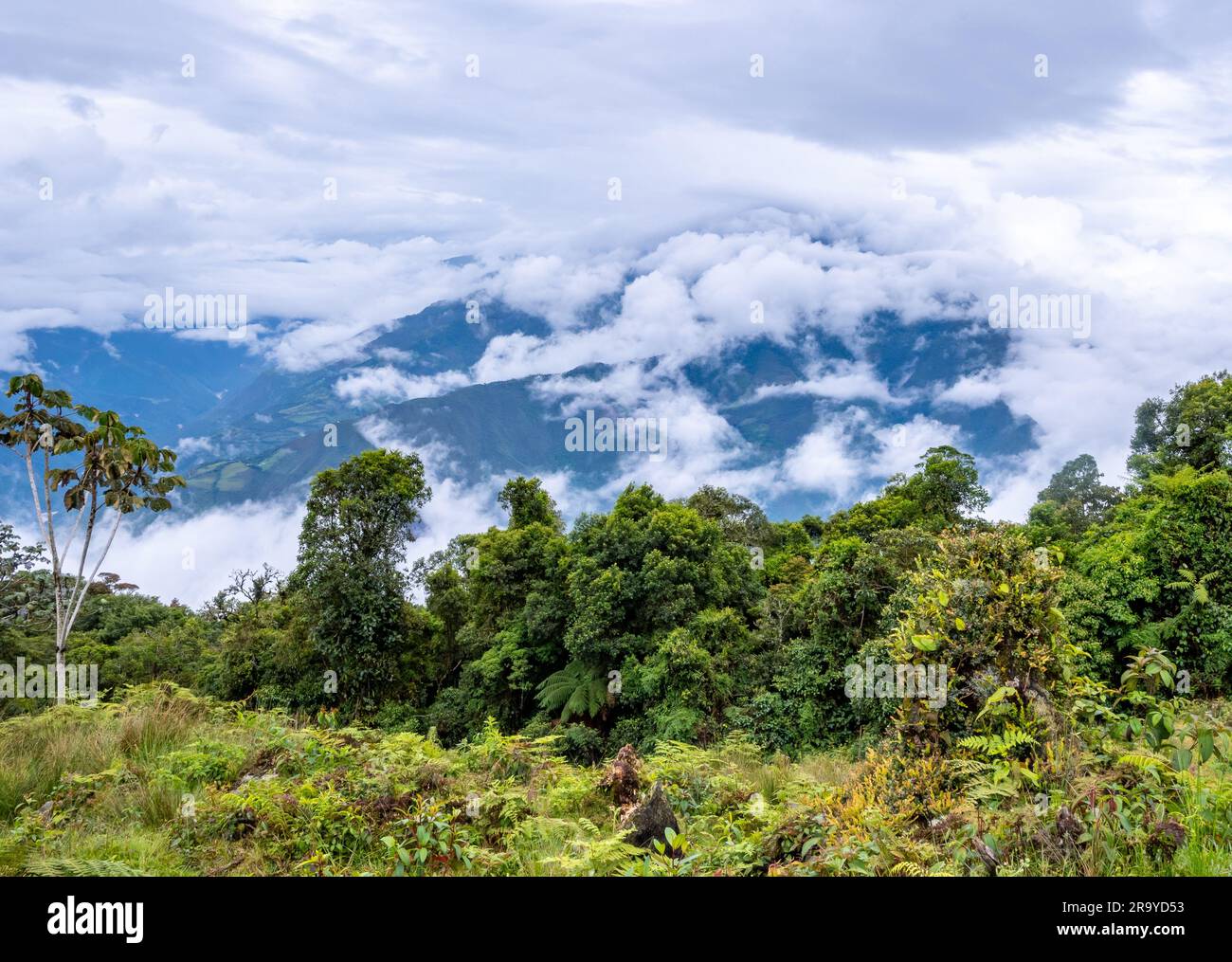 Clouds cover mountains and forest of the eastern Andes. Colombia, South ...