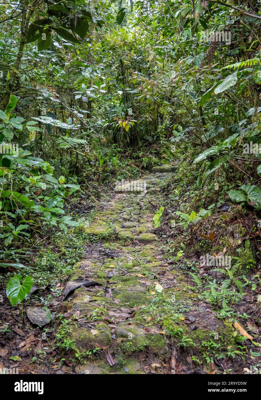 Ancient trails paved with cobble stones. Serranía De Los Yariguíes Parque Nacional Natural. Colombia, South America. Stock Photo