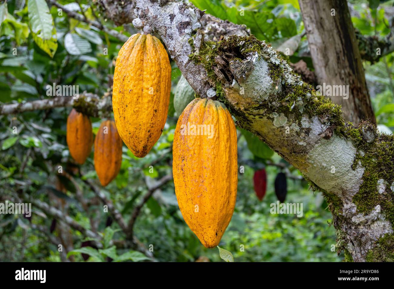 Bright yellow fruits of Theobroma cacao hanging on the tree. Colombia, South America. Stock Photo