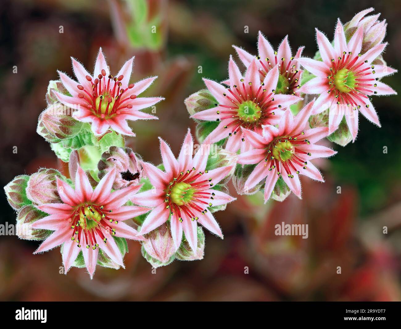 pink flowers of sempervivum, high detail macro shot of blooming houseleek plant Stock Photo
