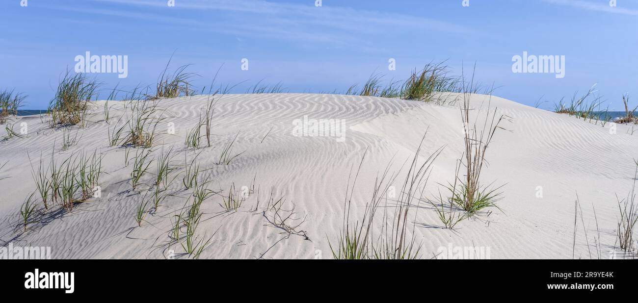 panoramic ocean dune with sea grass and wind ripples in the sand Stock Photo
