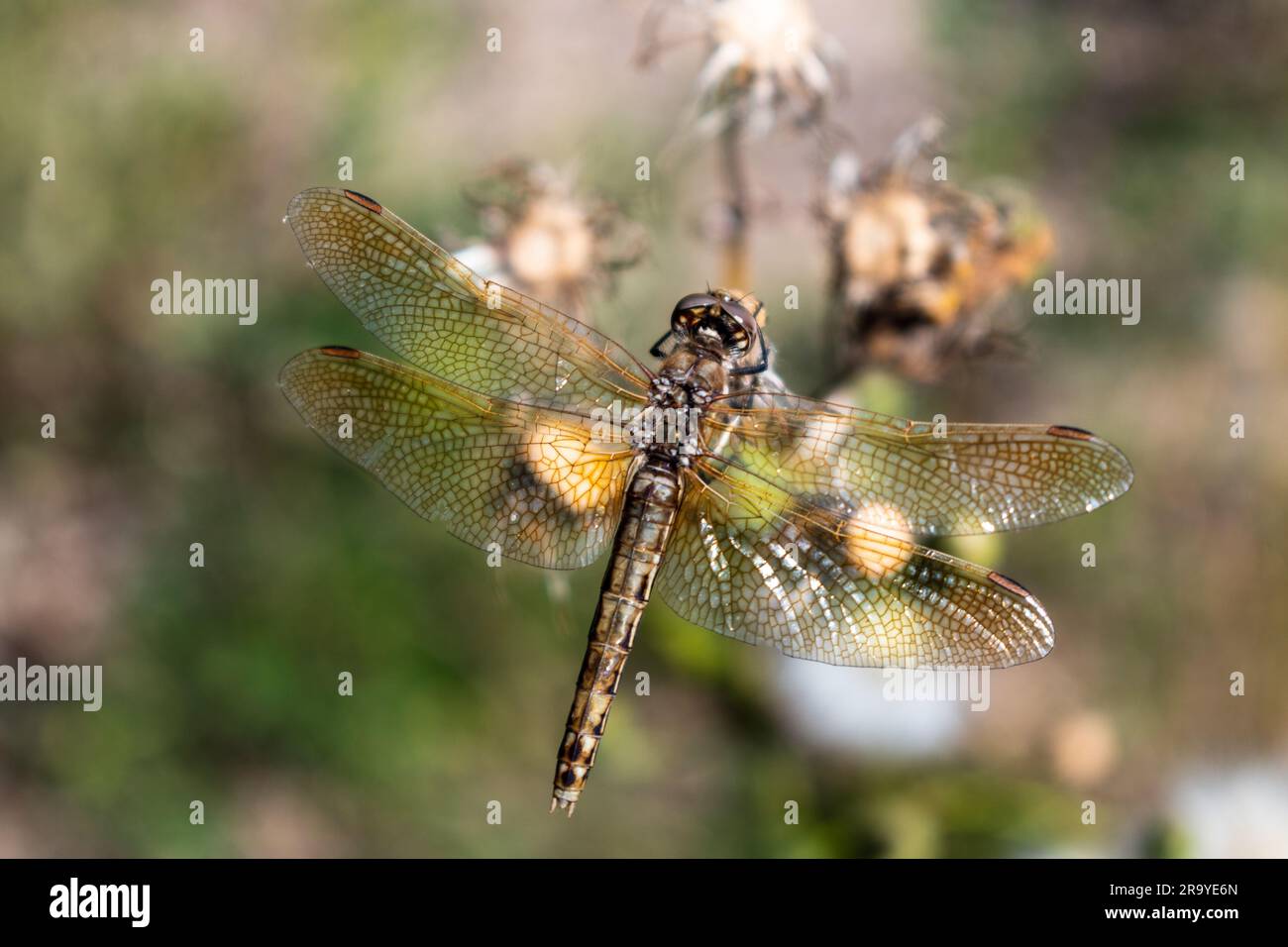 Pretty dragonfly sitting on a plant, close up, Canada Stock Photo - Alamy