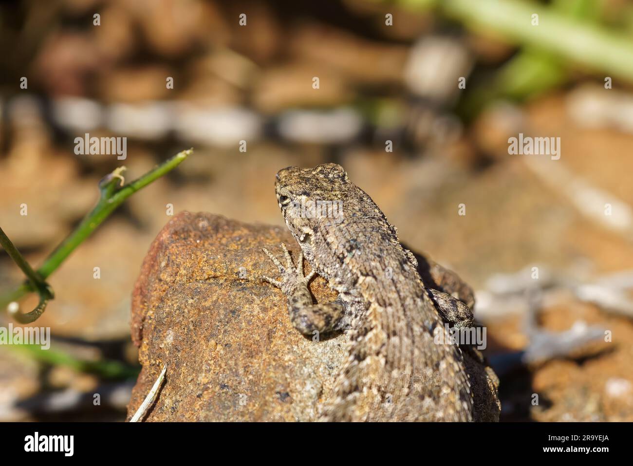 A close-up shot of a quick lizard perched on a rock in a sandy desert environment Stock Photo