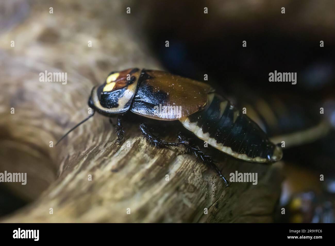 Warty glowspot cockroach, close-up Lucihormetica subcincta Stock Photo