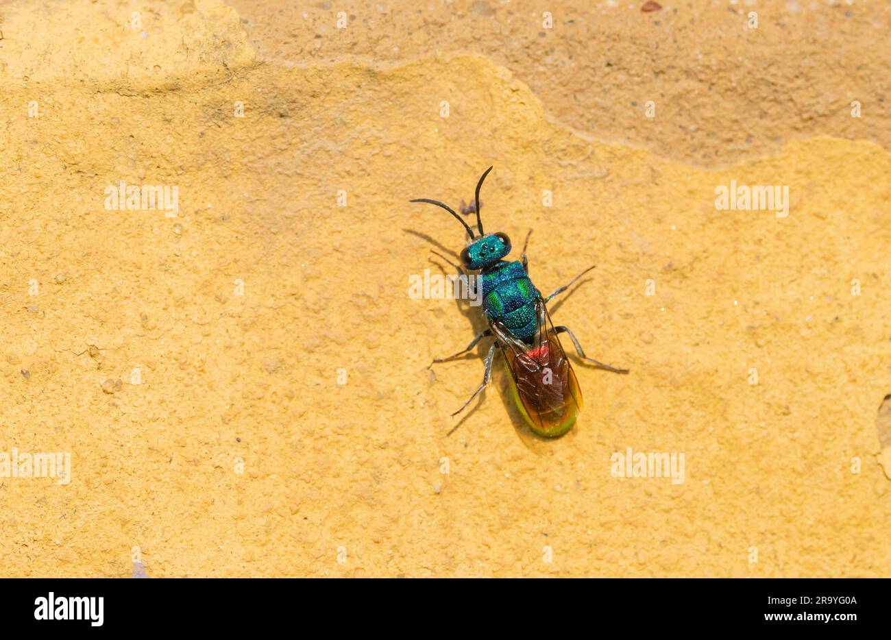 Berlin, Germany. 24th June, 2023. 24.06.2023, Berlin. A Cuckoo wasp (Chrysididae) sitting on a clay wall in a park. There are over 100 species of Cuckoo wasps or emerald wasps in Central Europe and all live as parasites. Their hosts are other wasps and wild bees, whose brood is mostly infested by the larvae of the Cuckoo wasps parasitaer. Credit: Wolfram Steinberg/dpa Credit: Wolfram Steinberg/dpa/Alamy Live News Stock Photo