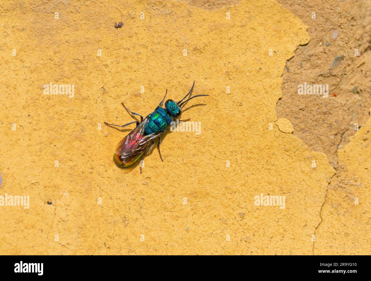Berlin, Germany. 24th June, 2023. 24.06.2023, Berlin. A Cuckoo wasp (Chrysididae) sitting on a clay wall in a park. There are over 100 species of Cuckoo wasps or emerald wasps in Central Europe and all live as parasites. Their hosts are other wasps and wild bees, whose brood is mostly infested by the larvae of the Cuckoo wasps parasitaer. Credit: Wolfram Steinberg/dpa Credit: Wolfram Steinberg/dpa/Alamy Live News Stock Photo