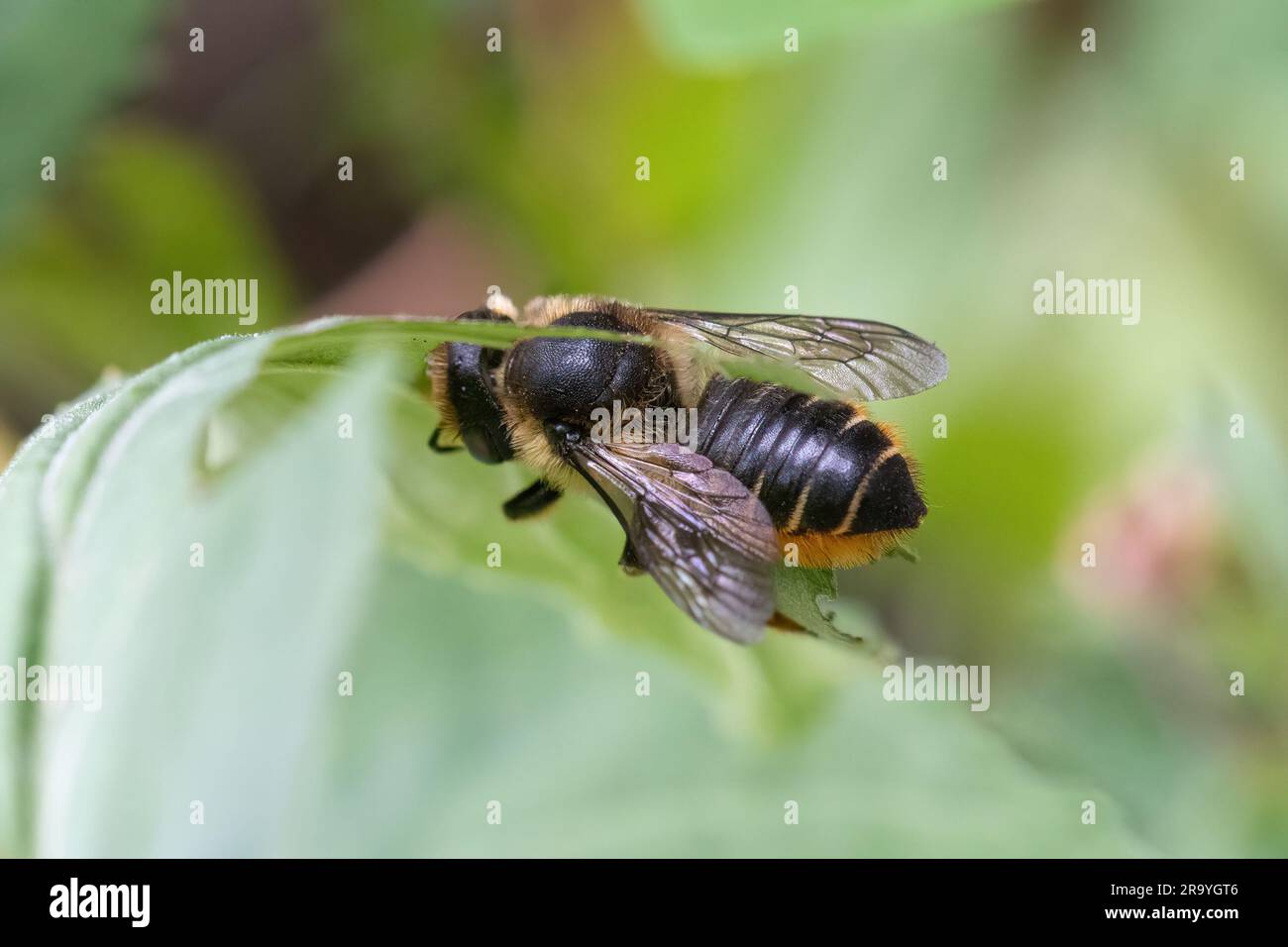 Patchwork leafcutter bee (leaf-cutter bee, Megachile centuncularis), female cutting sections of willowherb leaf to create walls of a nest cell, UK Stock Photo