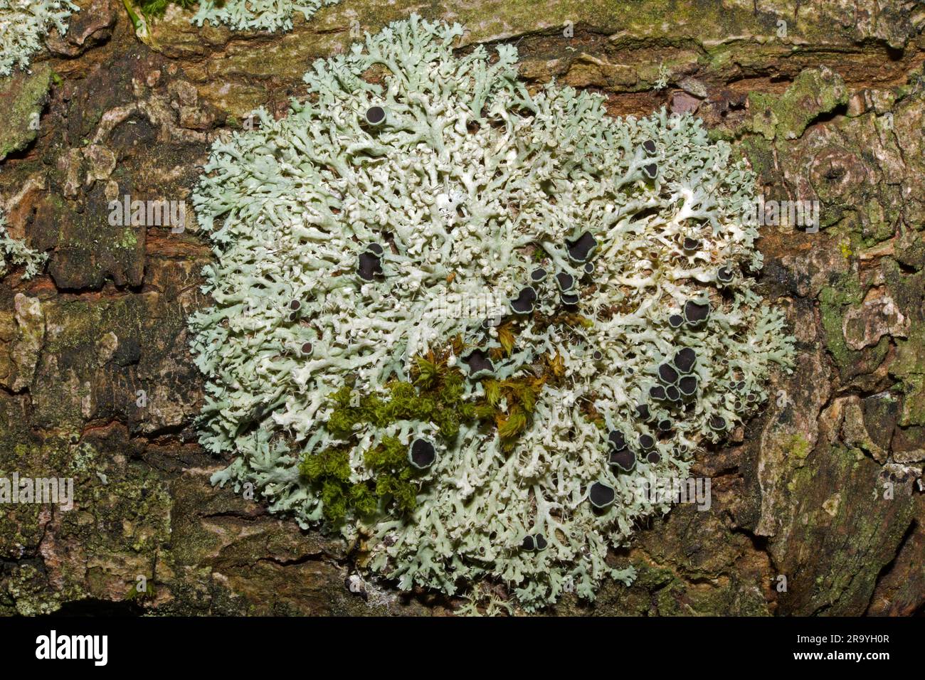 Physcia tenella is a foliose lichen found on nutrient-rich branches and twigs and occasionally on rocks. It has been recorded across the world. Stock Photo