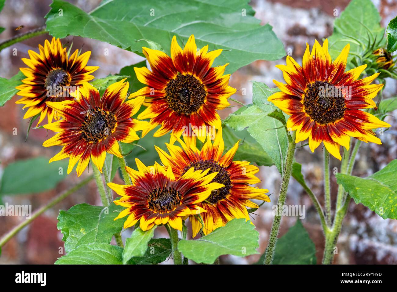 Close up sunflower heads hi-res stock photography and images - Alamy
