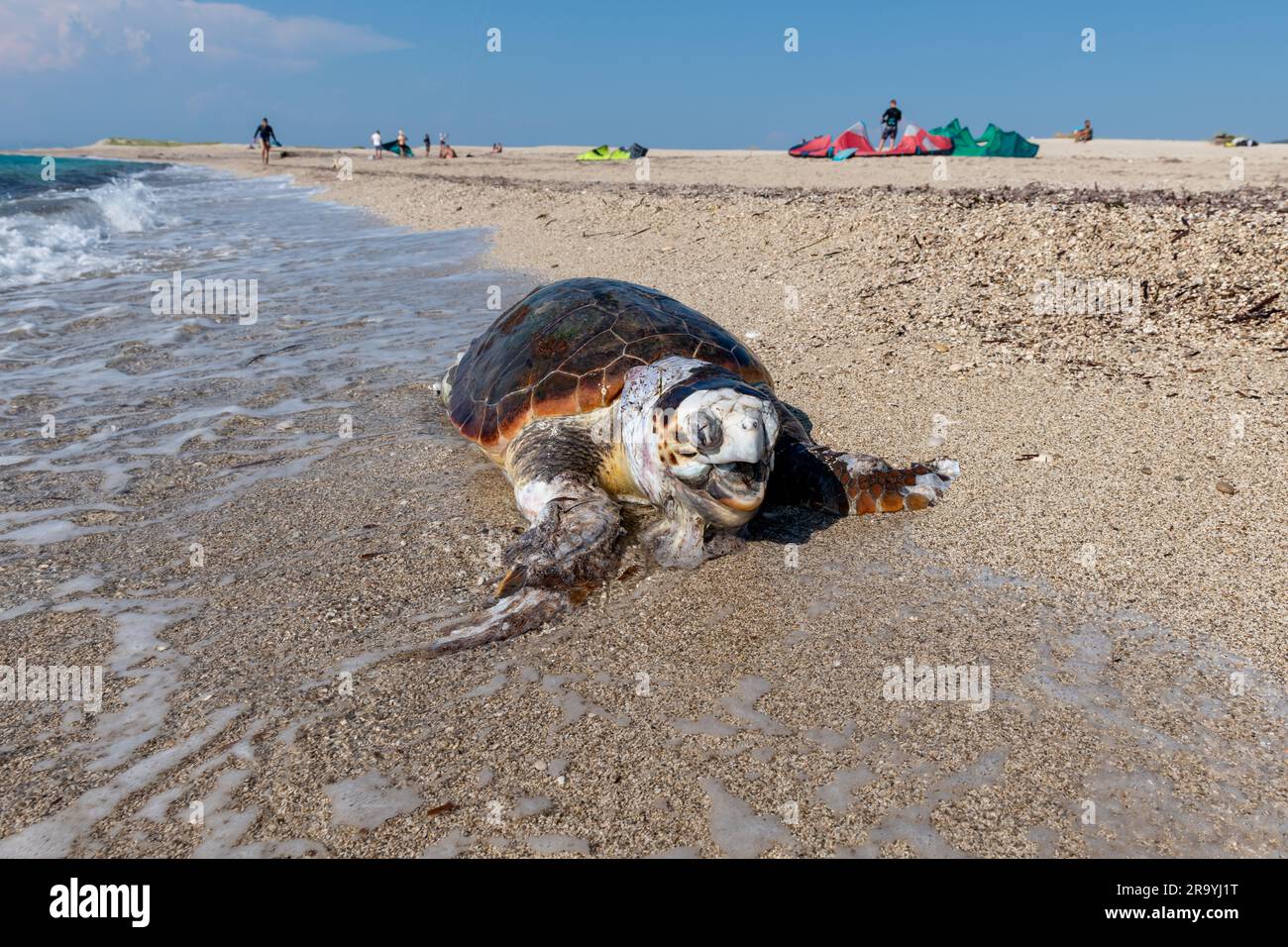 Lefkada island. Greece- 06.21.2023. A dead Loggerhead turtle wash up on a beach popular with kite surfers. Stock Photo