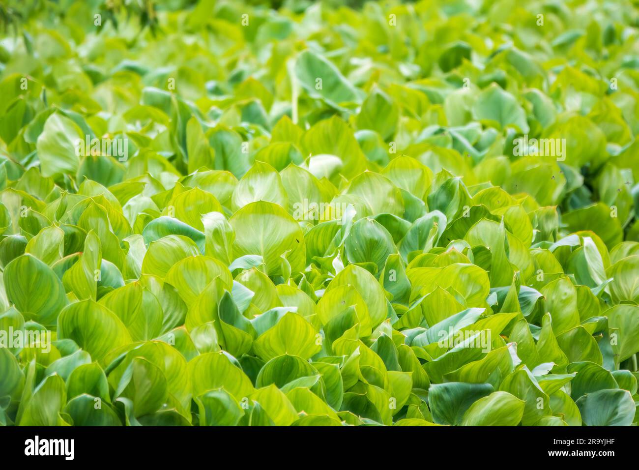 Calla palustris, top view. Leaves of Calla or bog arum, marsh calla ...