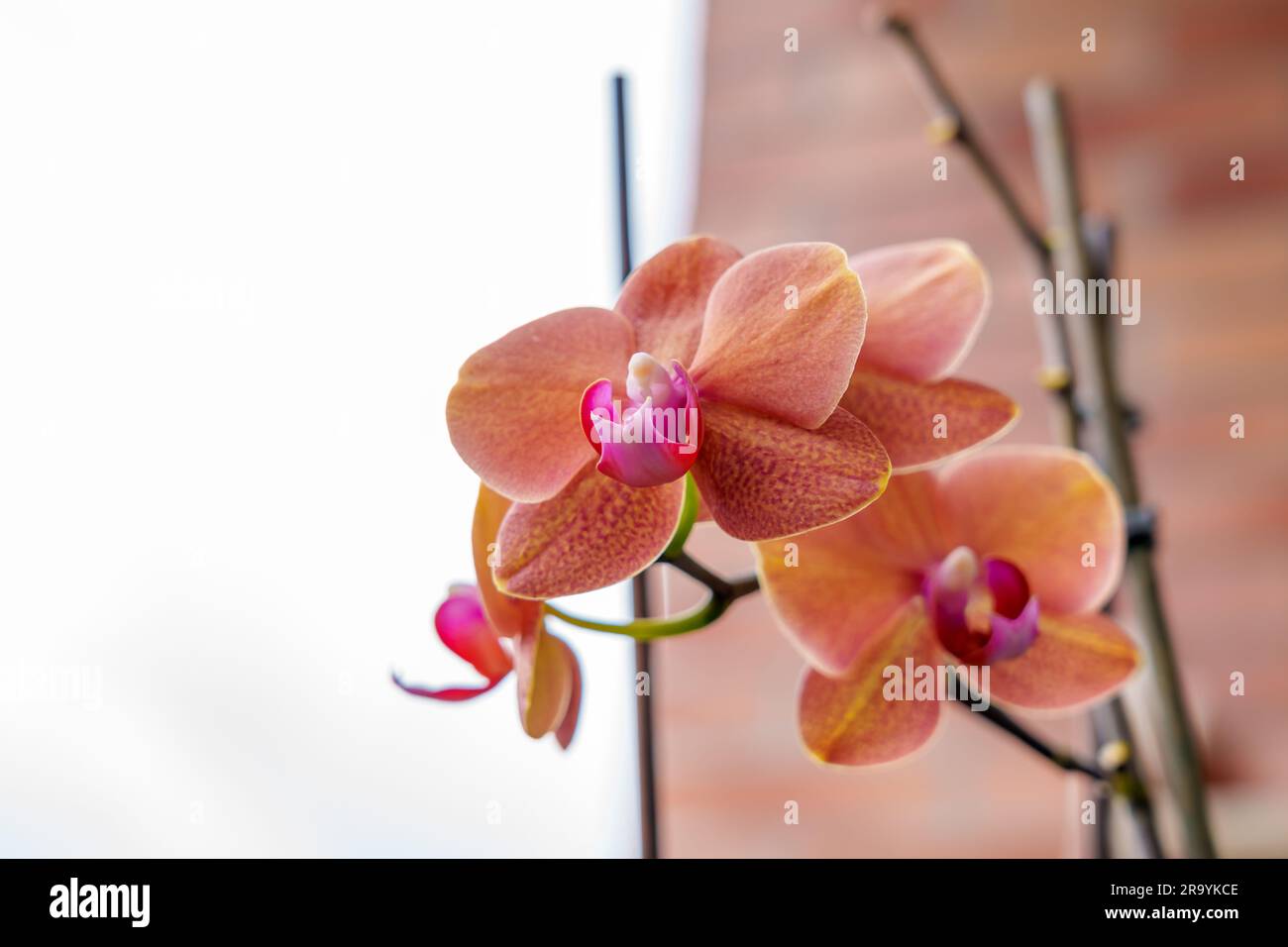 Beautiful orchid flowers in the garden on a brick wall background closeup Stock Photo