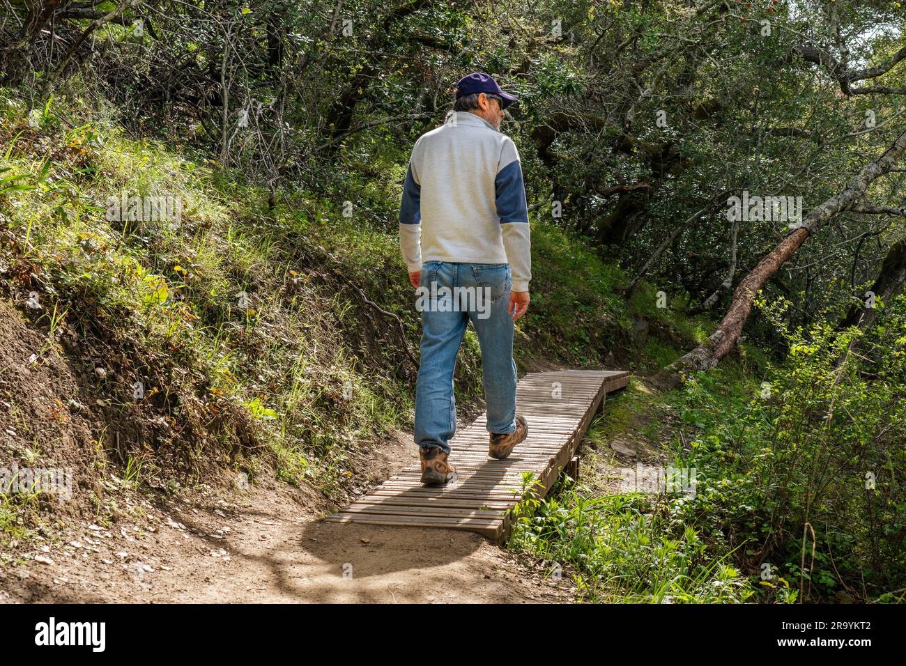 Man, visitor, Hiker walking on a plank walkway through a damaged section of a trail on a hill with oak trees and grass, Waterdog Lake Park, Belmont, C Stock Photo