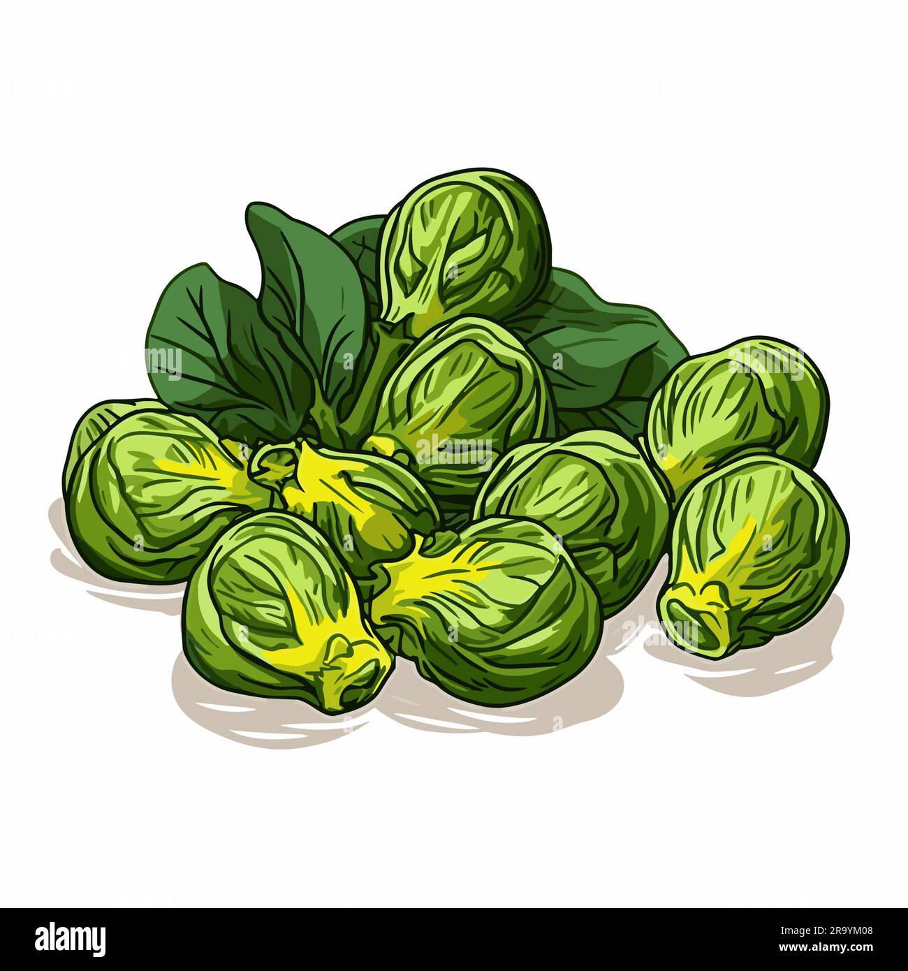 Brussel Sprouts Brussel Sprouts Hand Drawn Illustration Vector Doodle